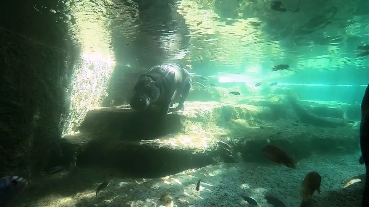 loro-parque-hippo MAT Filtration