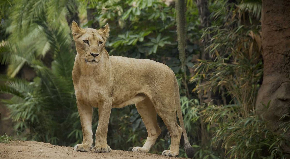 Loro Parque_Lion