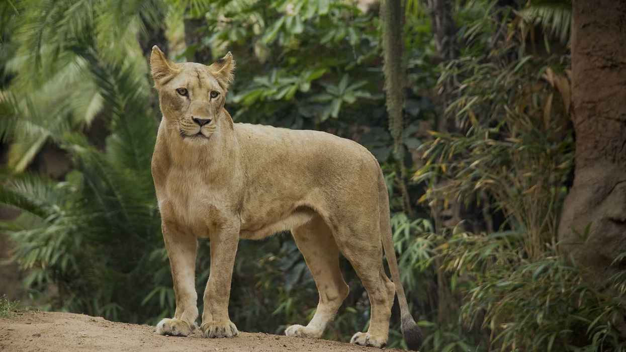 Loro Parque_Lion