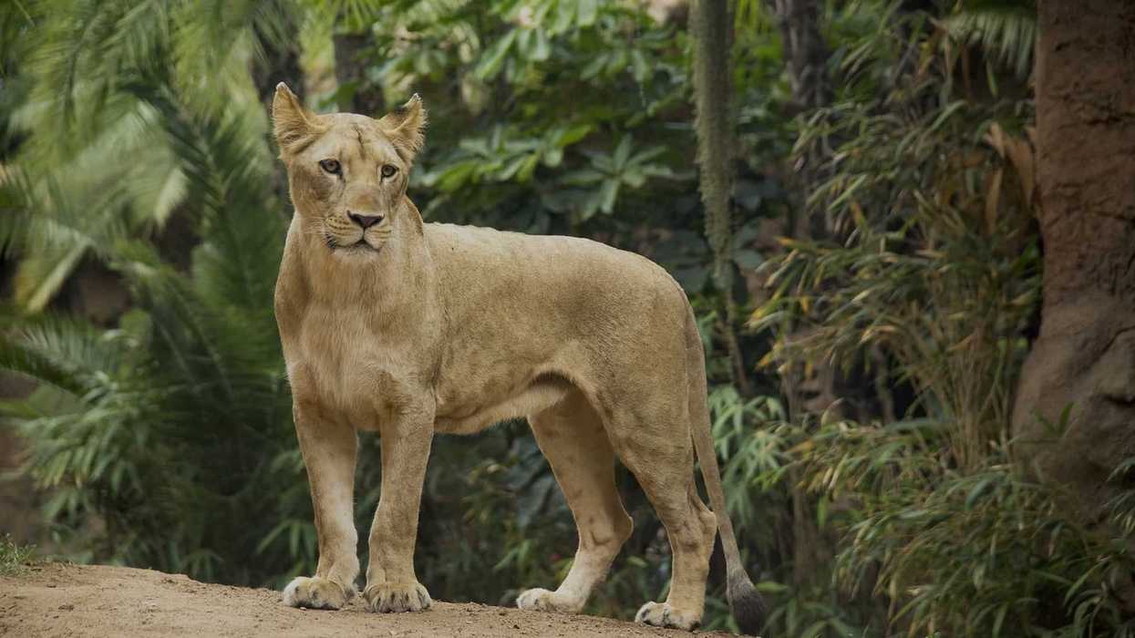 Loro Parque_Lion