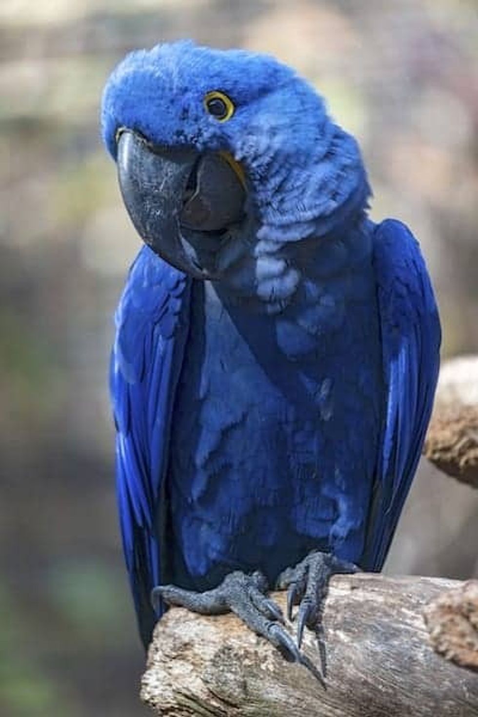 loro-parque-parrot-Kiessling-Group