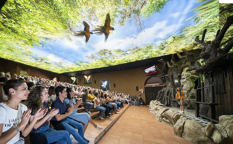 Loro Parque parrot show