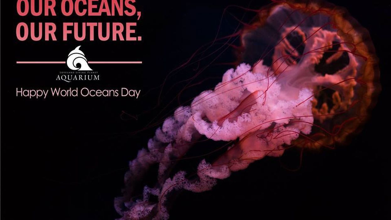 Loveland Living Planet Aquarium LLPA