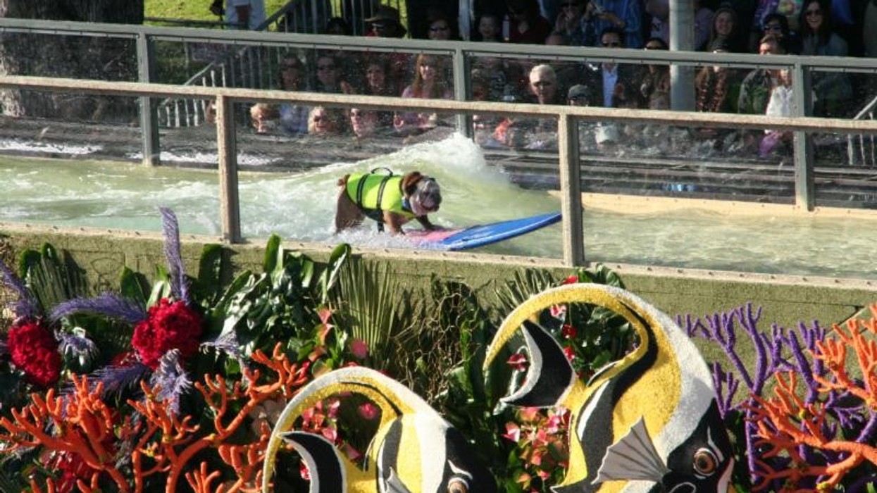 Lucy pet foundation american wave machine Joey Herrick