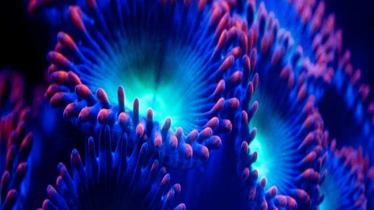 Luminous anenomes on Christie Velvet CorePlus LED video panel