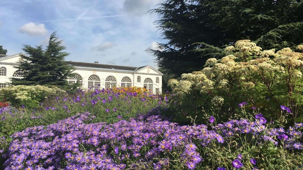 Lush garden at Kew Gardens with purple flowers and a white building in the background.