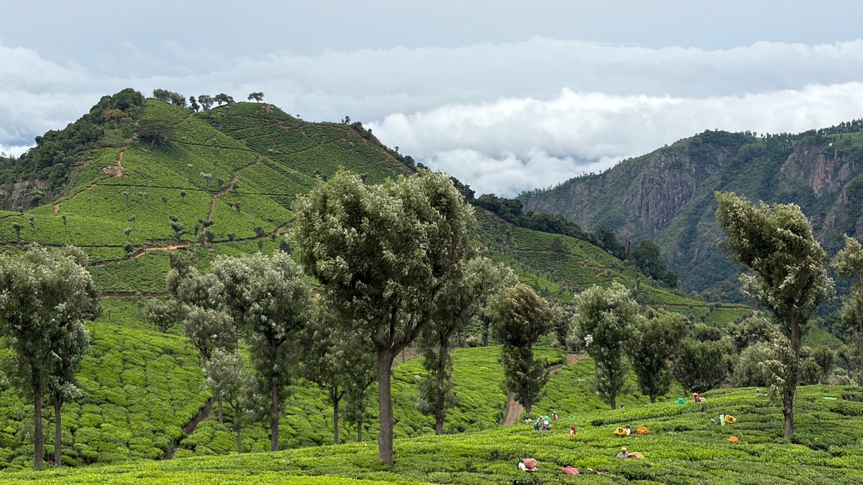 Lush green tea plantation with scattered trees and distant hills under a cloudy sky.