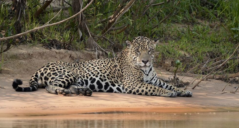 male jaguar on a riverbank