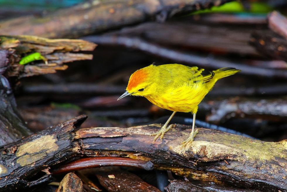 Male Yellow Warbler (Dendroica petechia) sitting on the ground on Santa Cruz Island in Galapagos National Park, Ecuador.