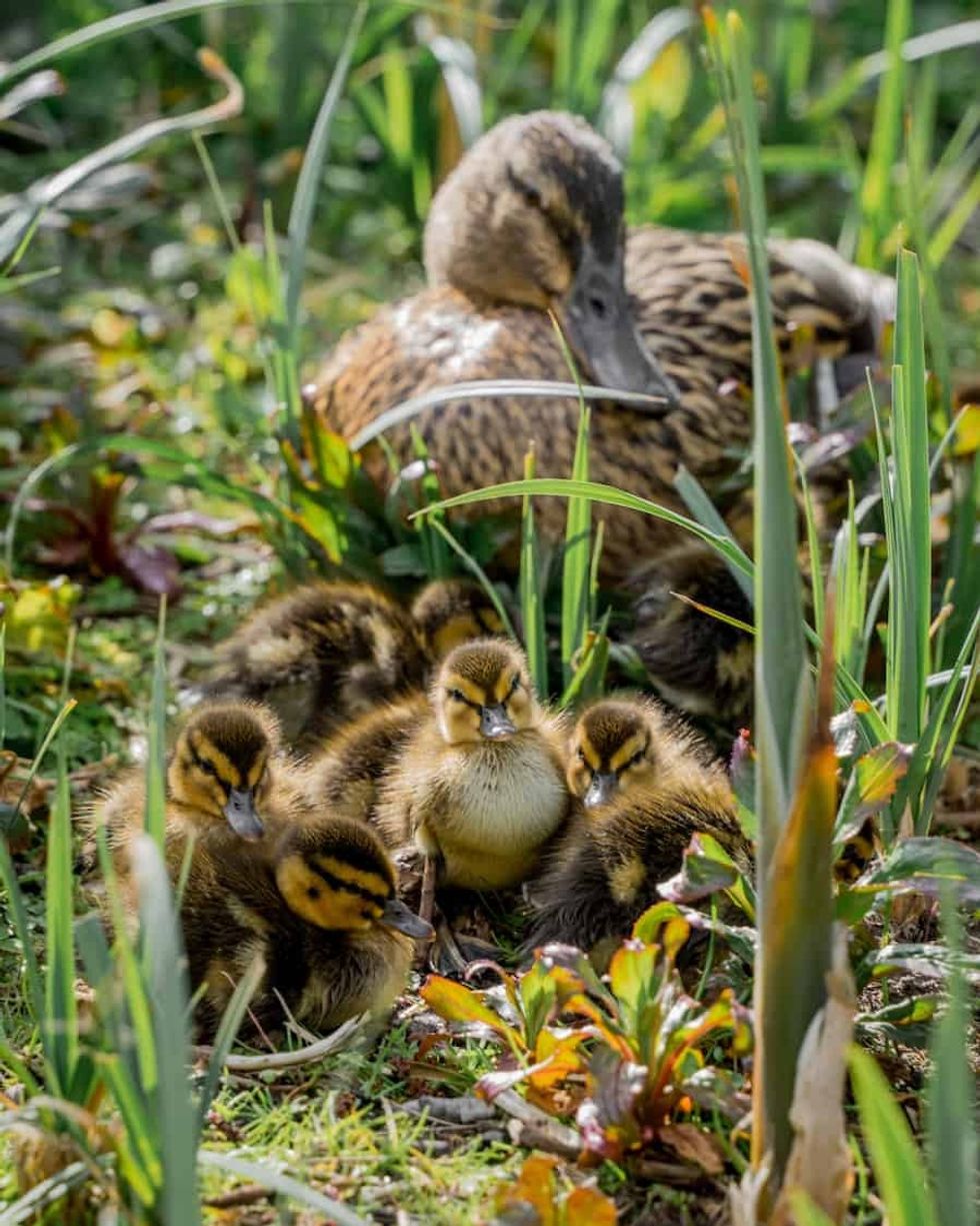 Mallard ducklings slimbridge
