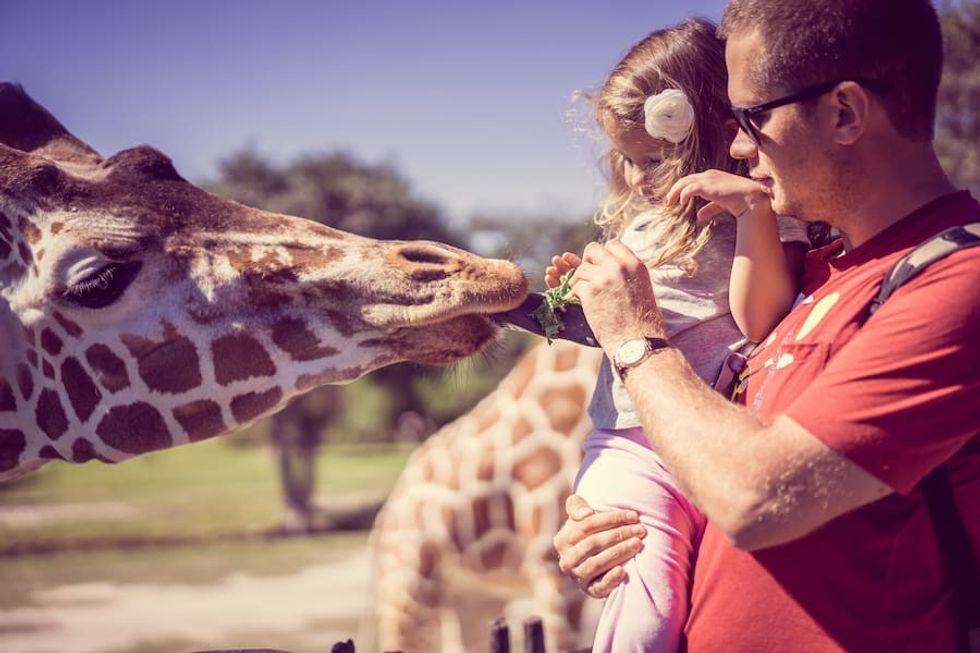 man and daughter with giraffe