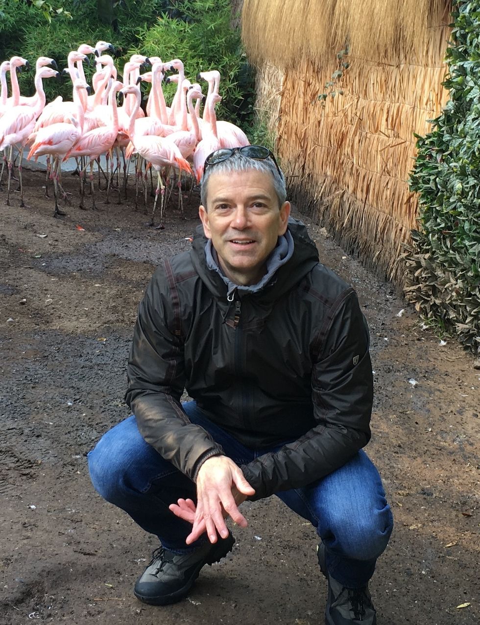 Man crouching beside a flock of flamingos in a zoo setting.