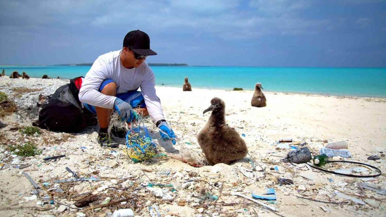 man disentangles a baby albatross from marine litter world oceans day