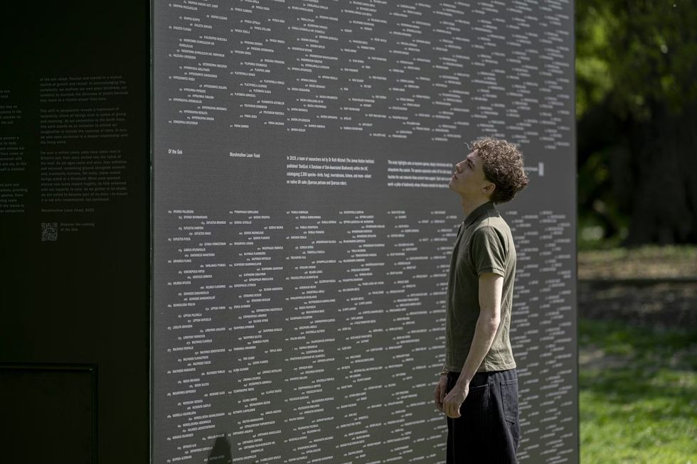 Man looking at information on the Of the Oak installation at Kew Gardens