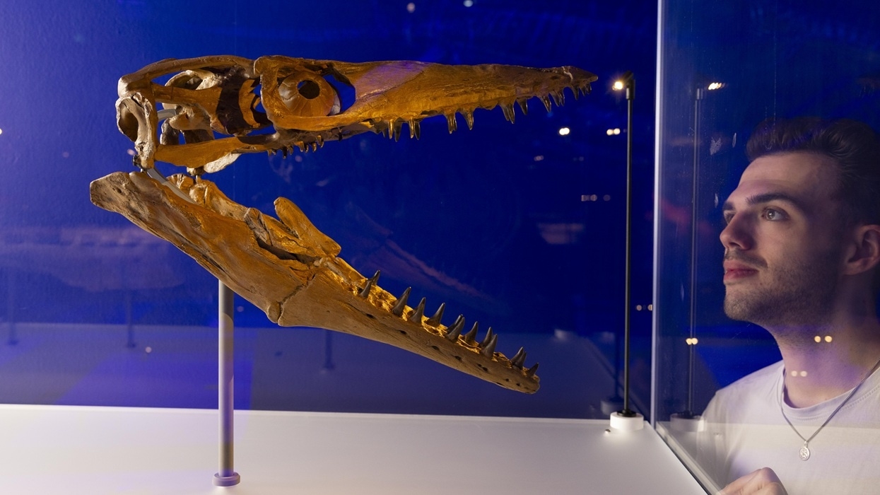 Man observes dinosaur skull display in Jurassic Oceans Monsters of the Deep at the Natural History Museum