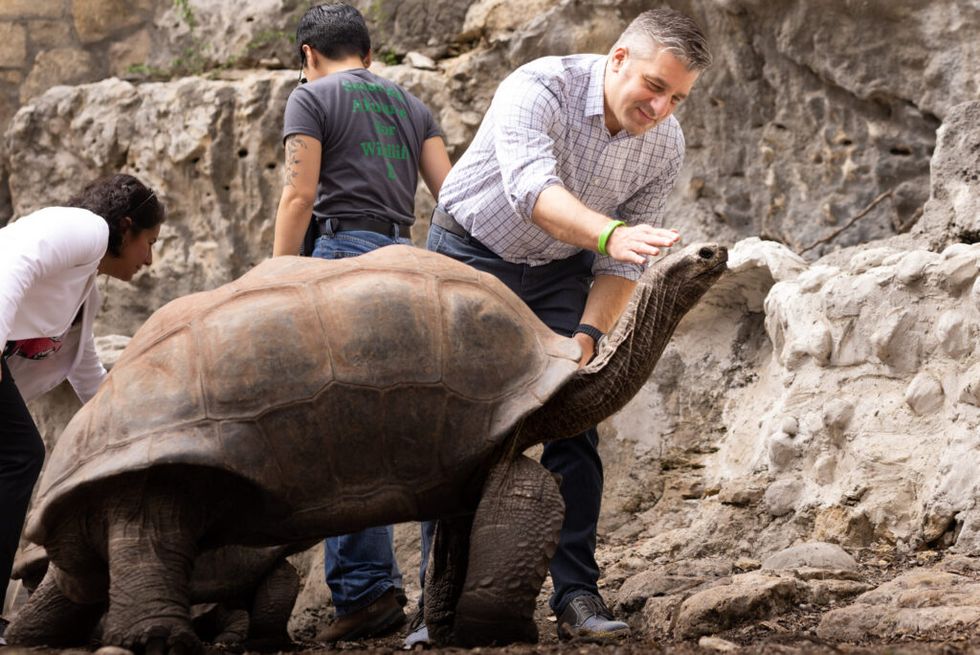 Man petting a large tortoise with others nearby in a rocky enclosure.