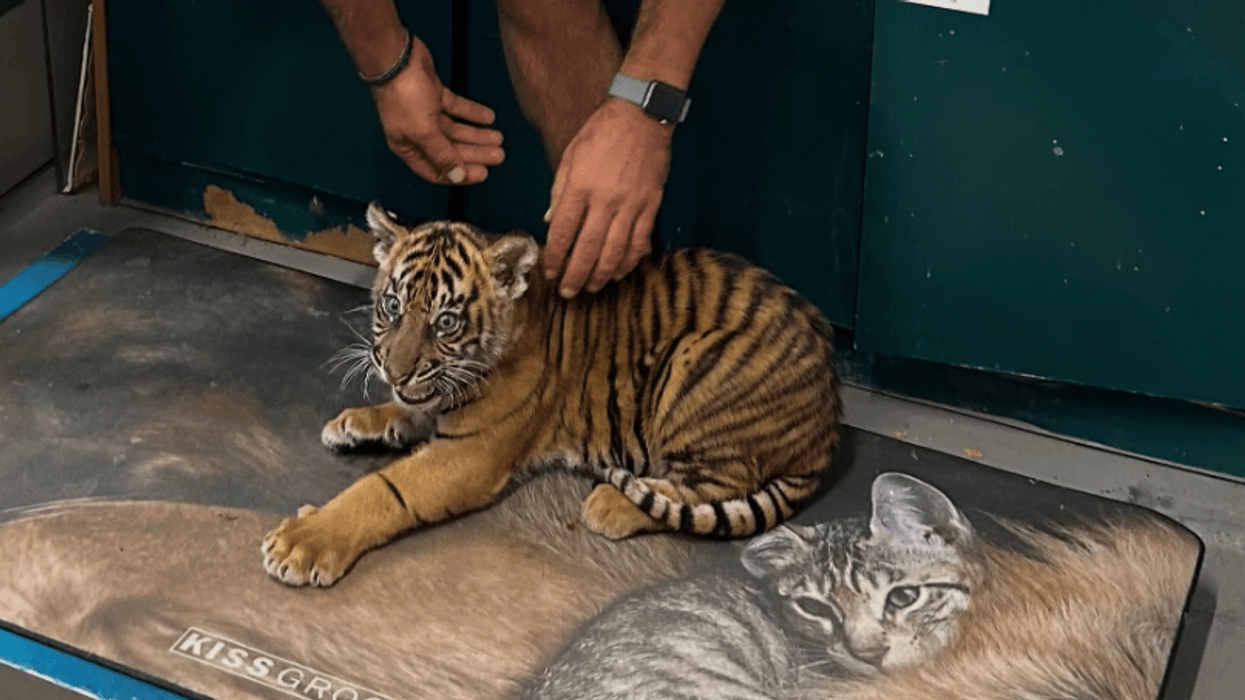 Man petting a tiger cub lying on a mat with cat images at Attica Zoological Park