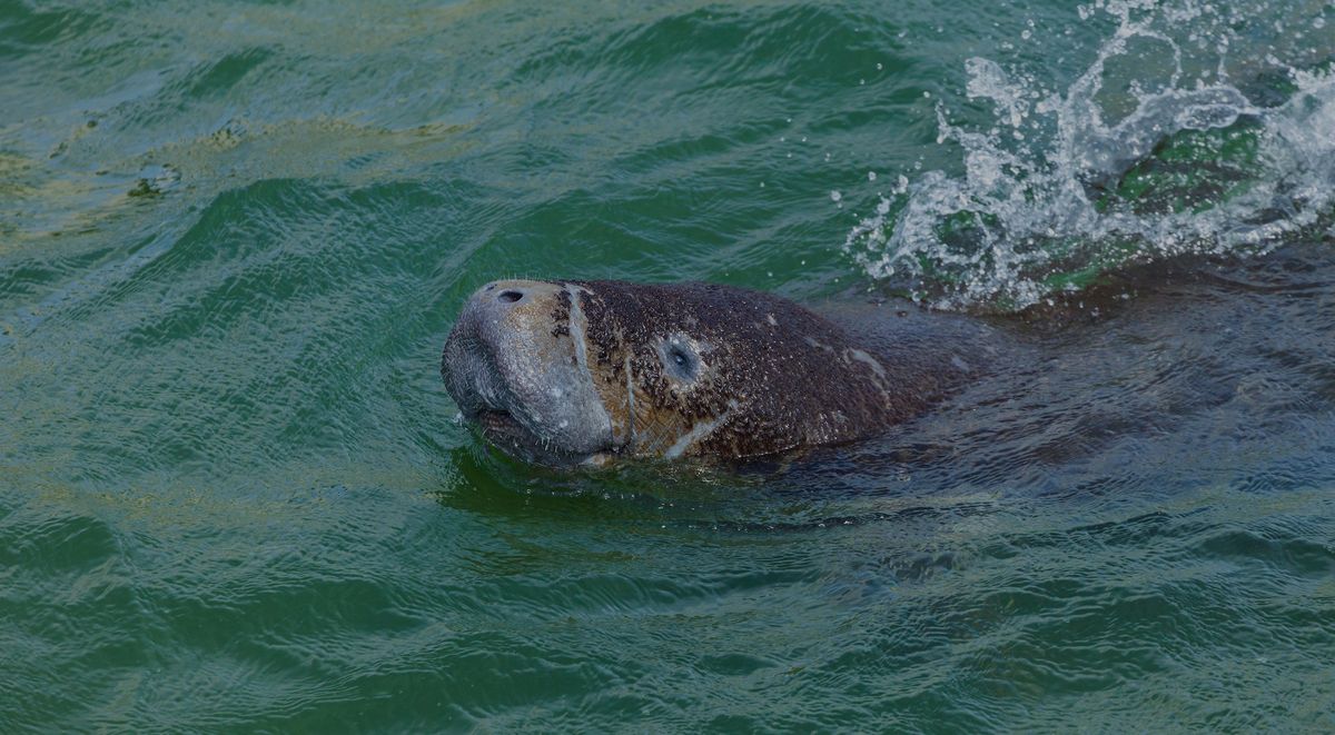 Manatee swimming in green water with its head above the surface.