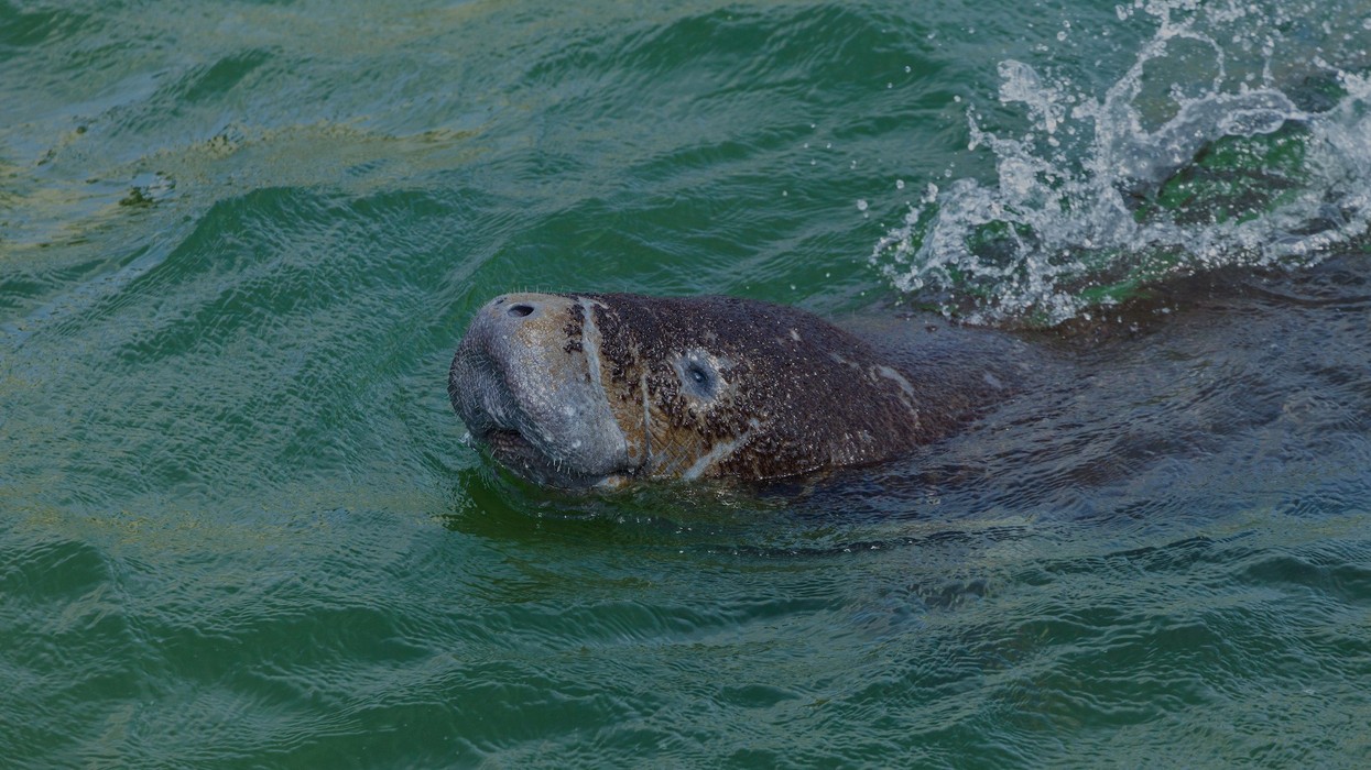Manatee swimming in green water with its head above the surface.