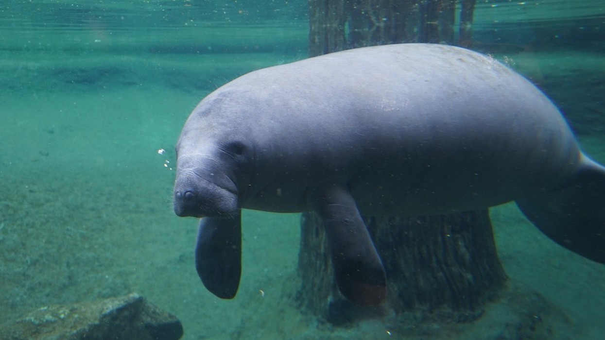 Manatee swimming underwater near a submerged tree and rocks.