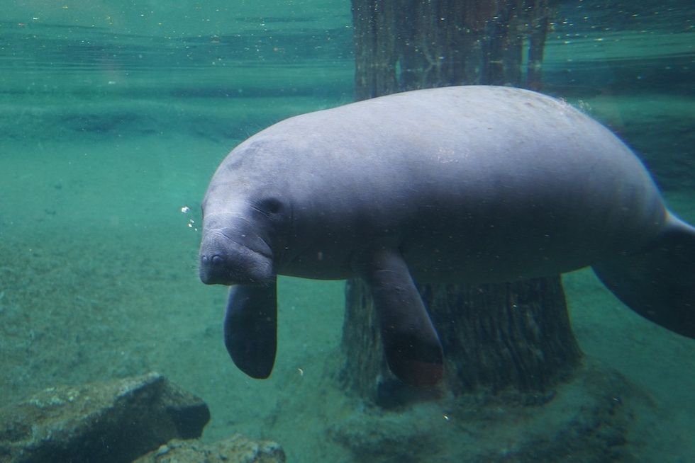 Manatee swimming underwater near a submerged tree and rocks.