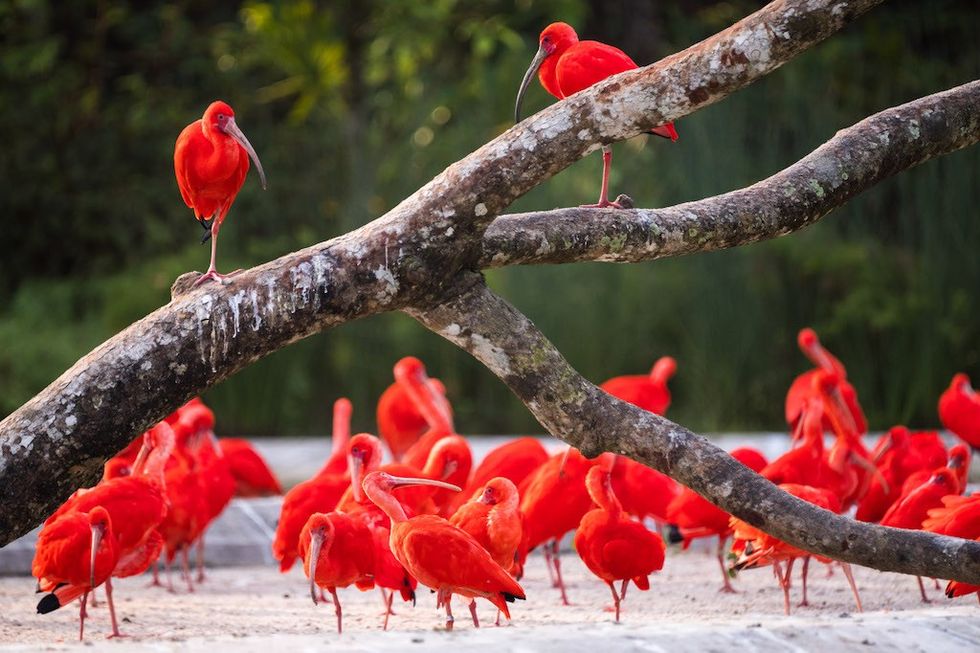 Mandai Bird Paradise - Hong Leong Foundation Crimson Wetlands - Scarlet Ibis