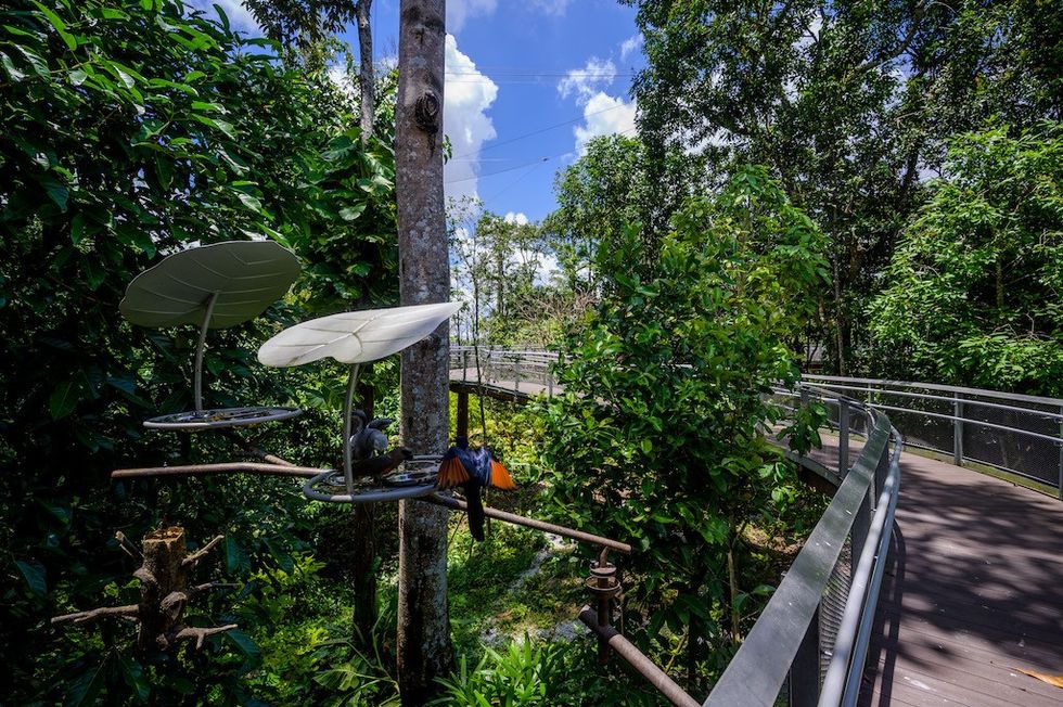 Mandai Bird Paradise - Nyungwe Forest Heart of Africa