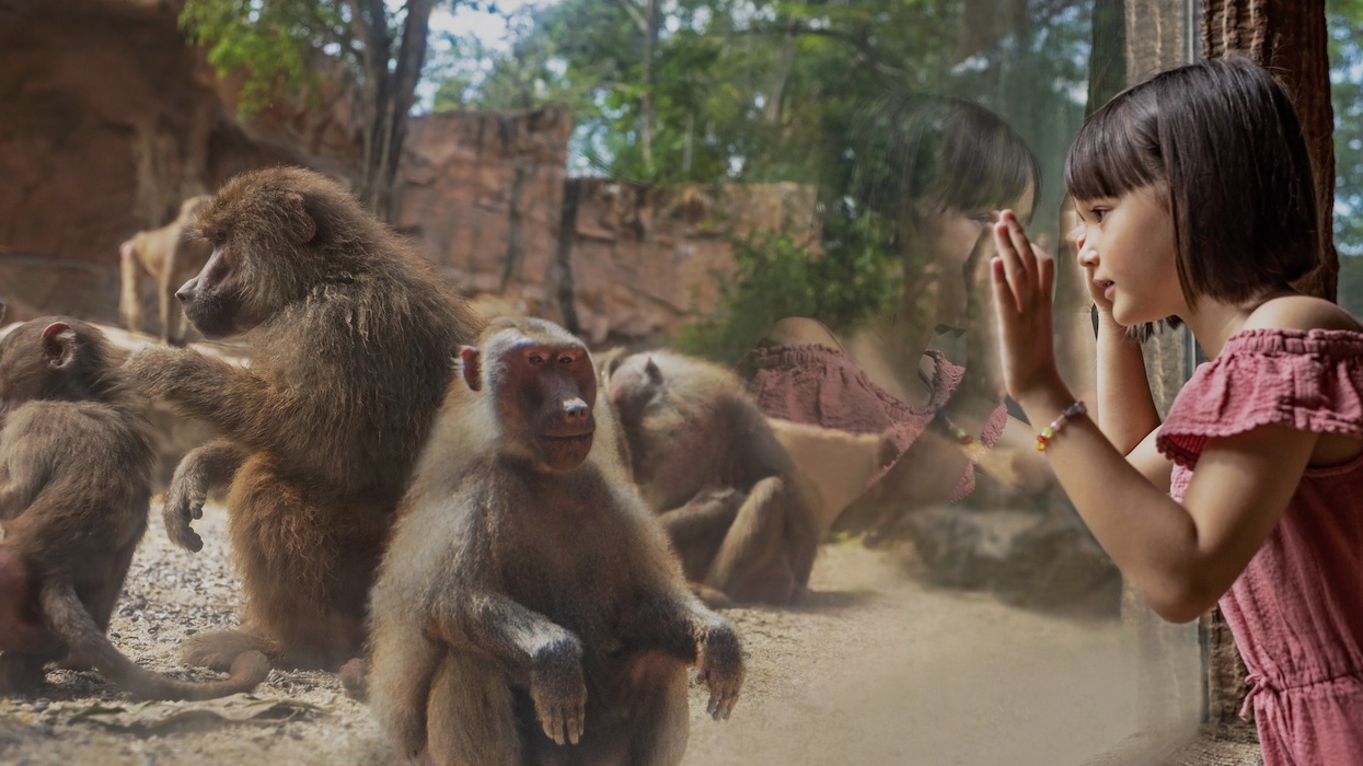 Mandai Great Rift Valley of Ethiopia - Hamadryas Baboons
