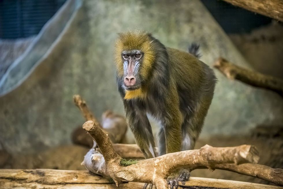 Mandrill Milwaukee County Zoo blooloop KMIT solutions