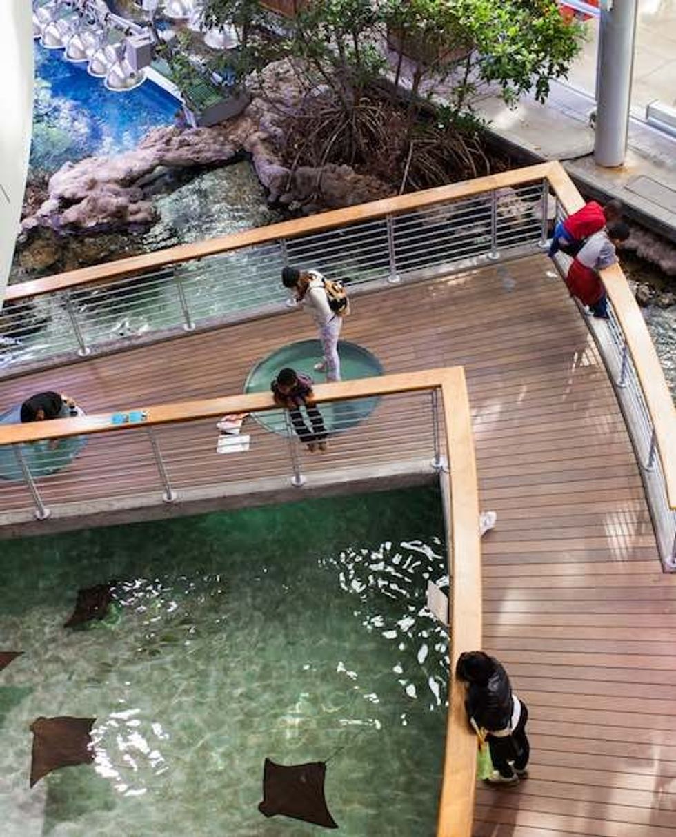 Mangrove_Shark_Rays (Kathryn Whitney © 2014 California Academy of Sciences) a (1)