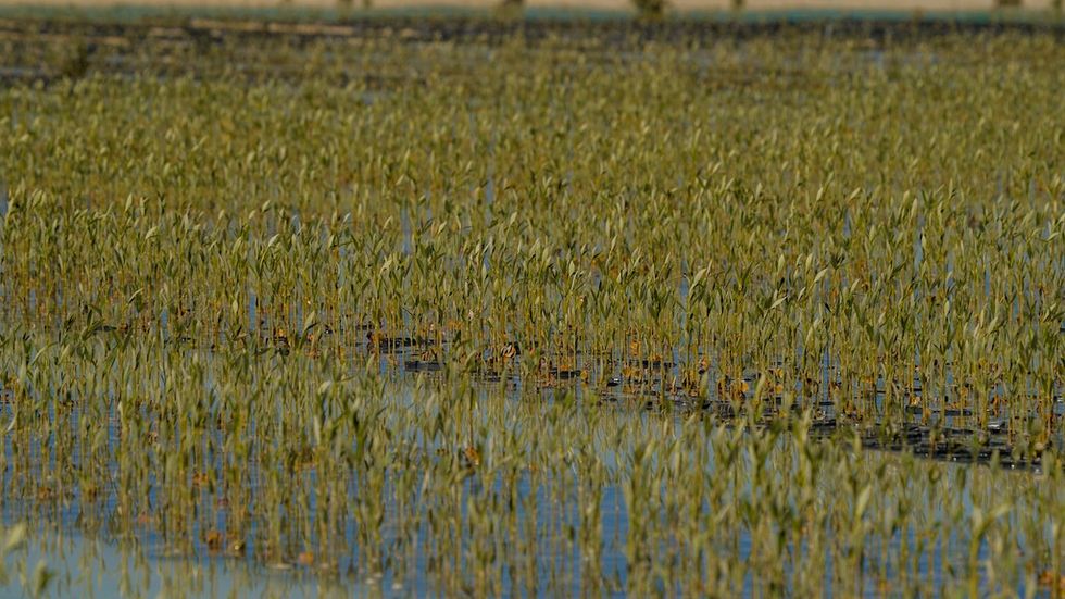 Mangroves Red Sea project