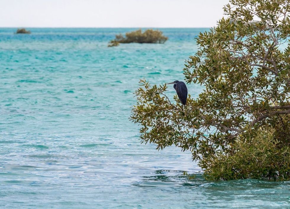 Mangroves Red Sea