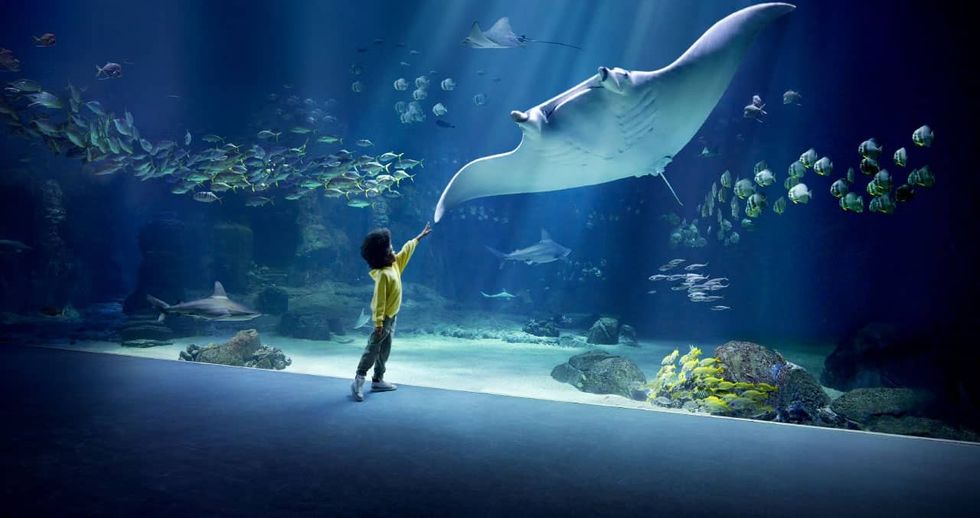 manta ray at nausicaa aquarium in boulogne