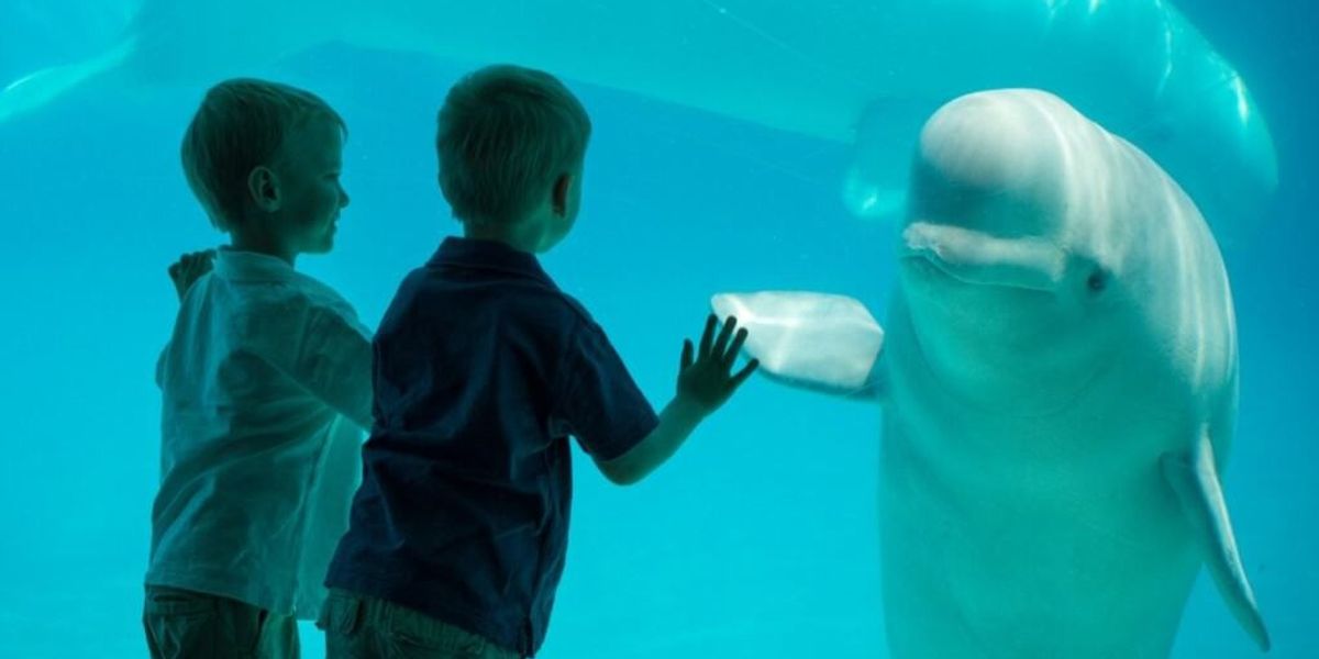 Marineland threatens to euthanise 30 beluga whales | blooloop