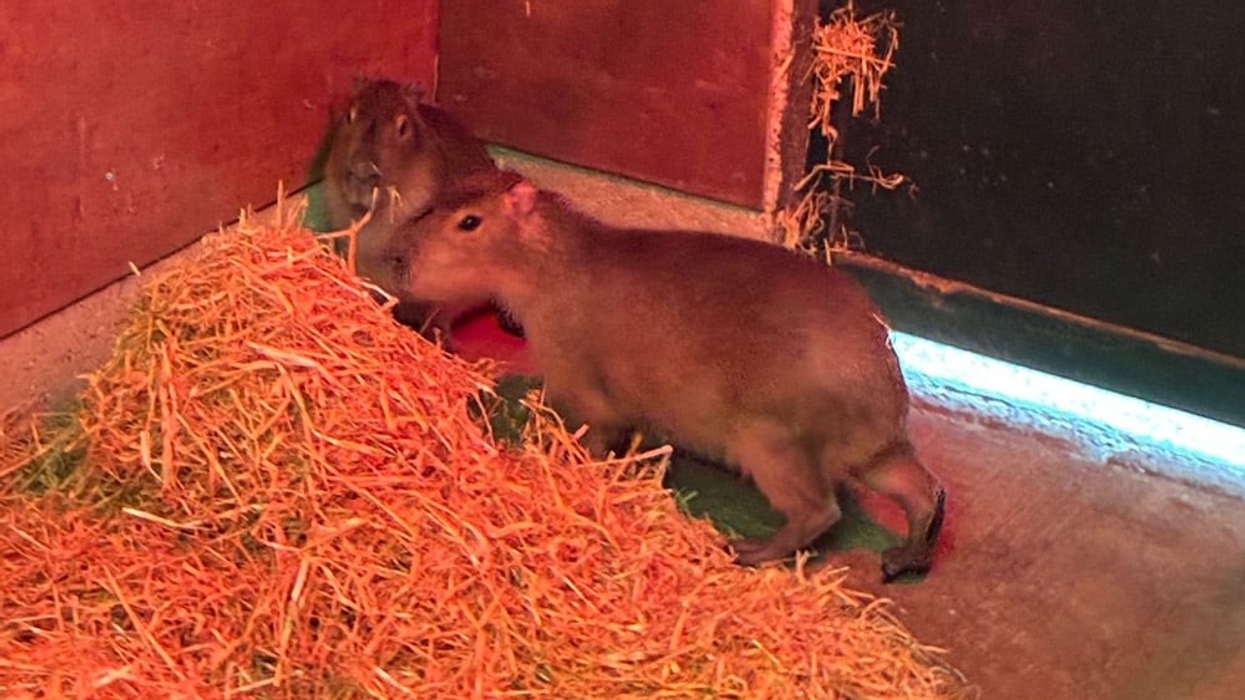 marwell zoo capybaras