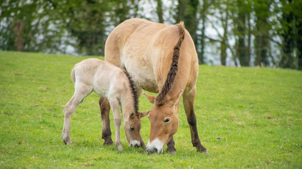 marwell zoo horses