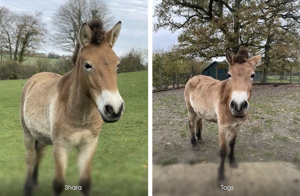 marwell zoo horses