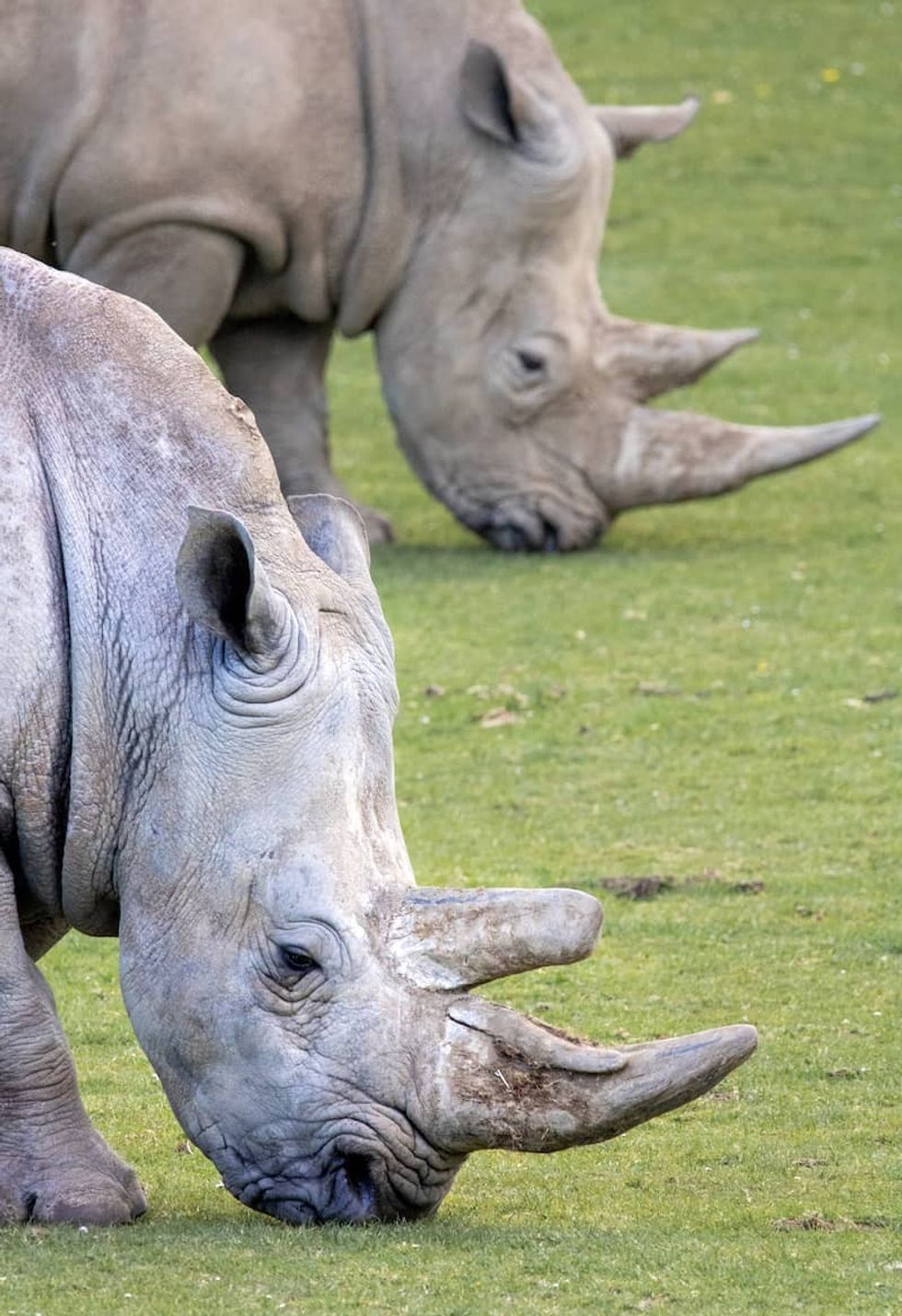 Marwell Zoo White Rhinos