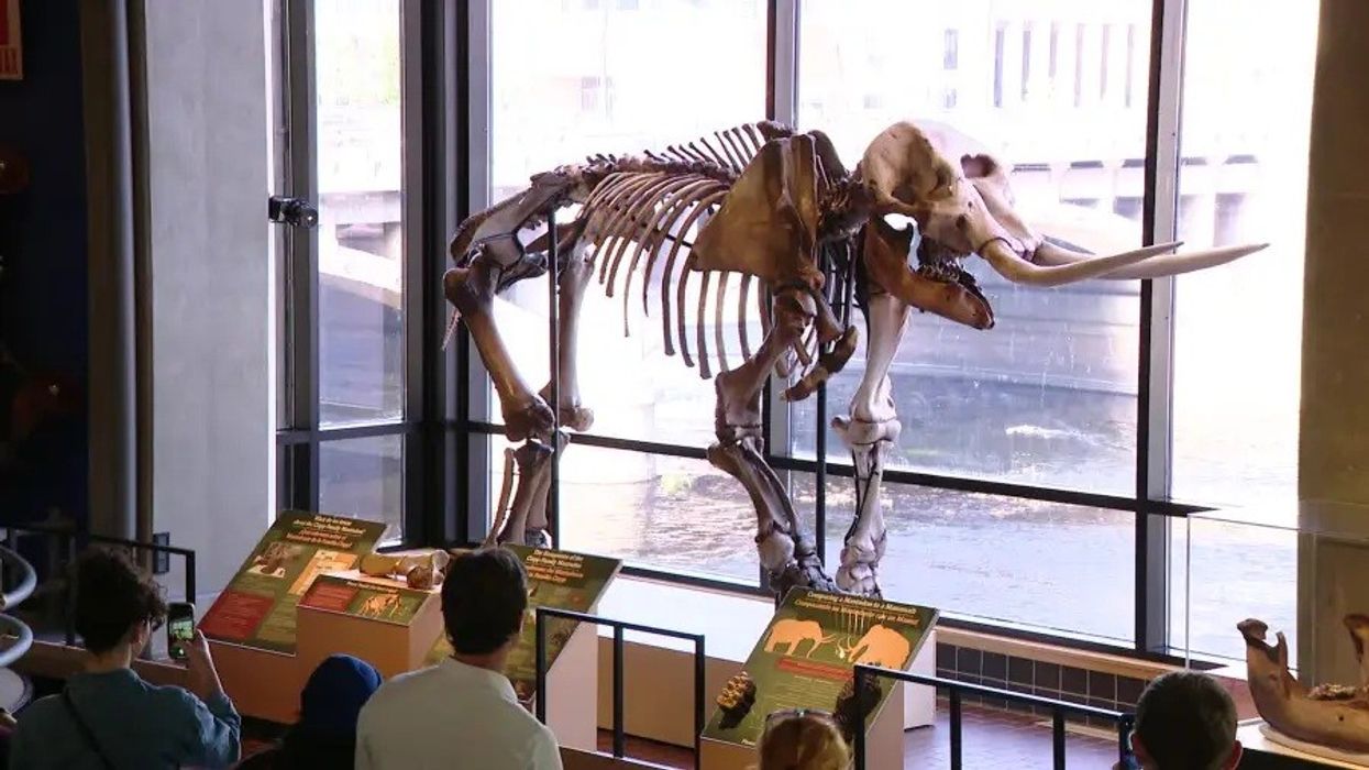 Mastodon skeleton displayed in a museum, viewed by visitors near large windows.