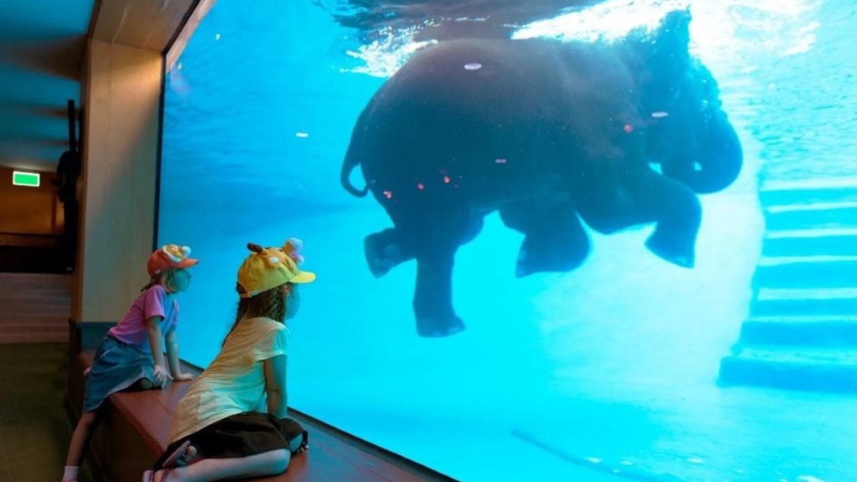 MAT Elephants Exhibit Pool Underwater