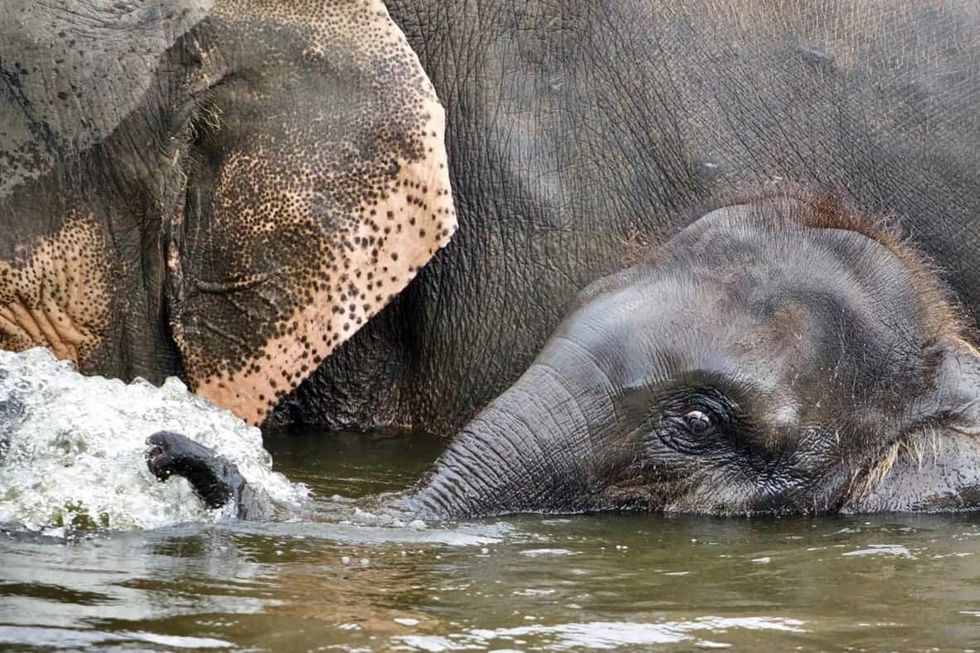 MAT Elephants in water