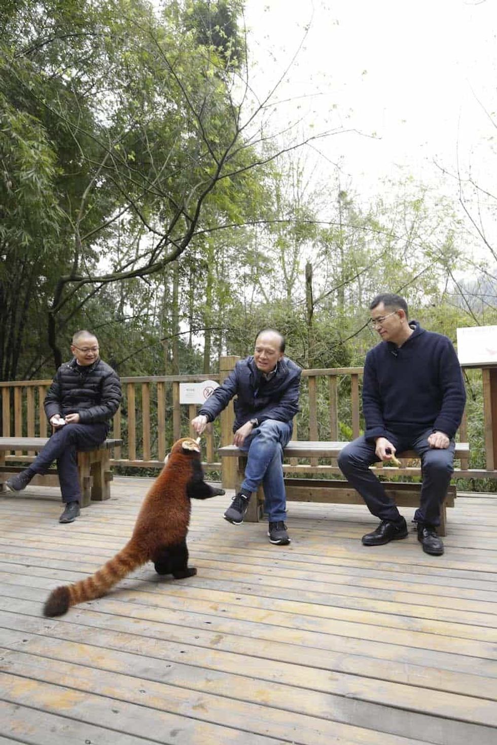 Matthias Li red panda