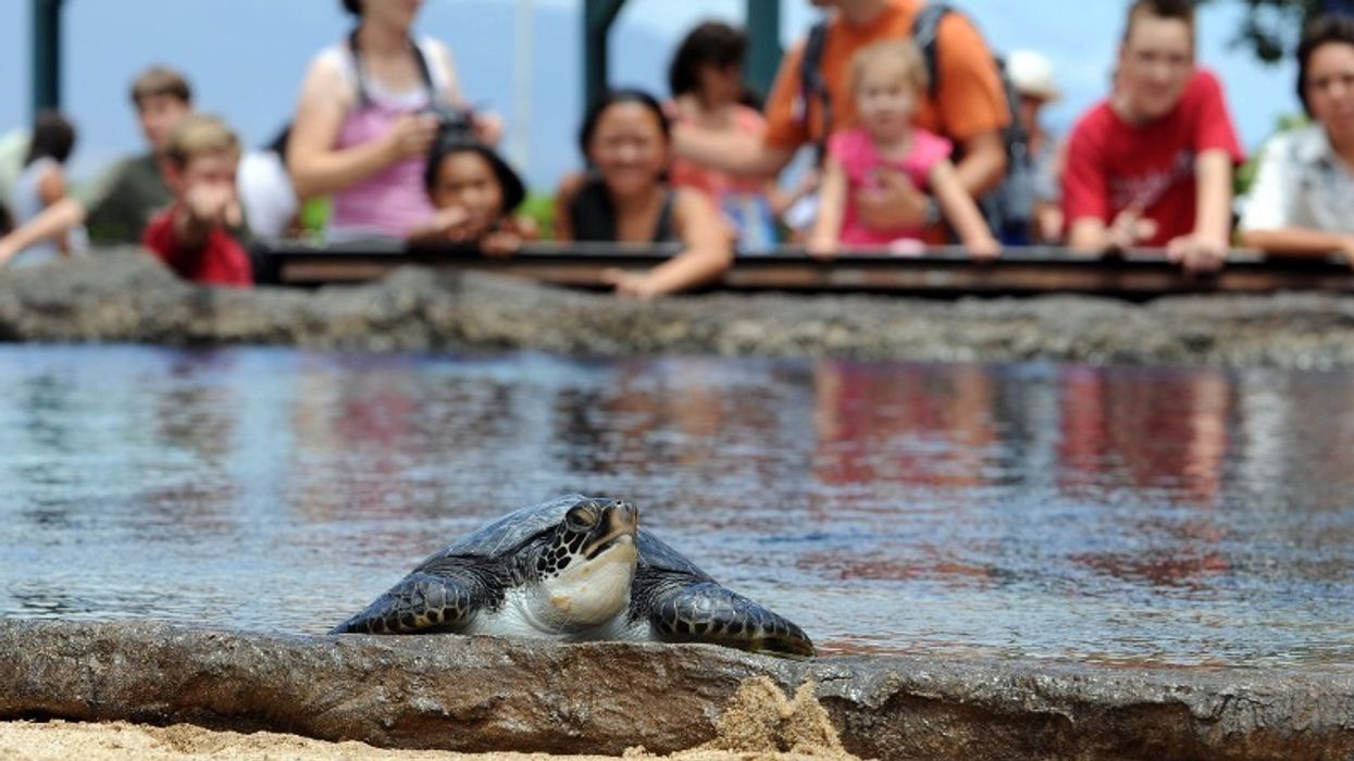 maui ocean center turtles
