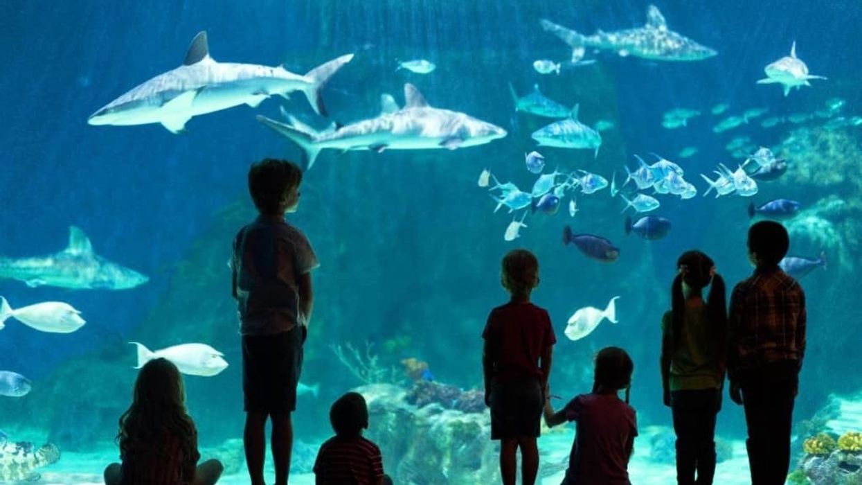 MediaMation Loveland Aquarium