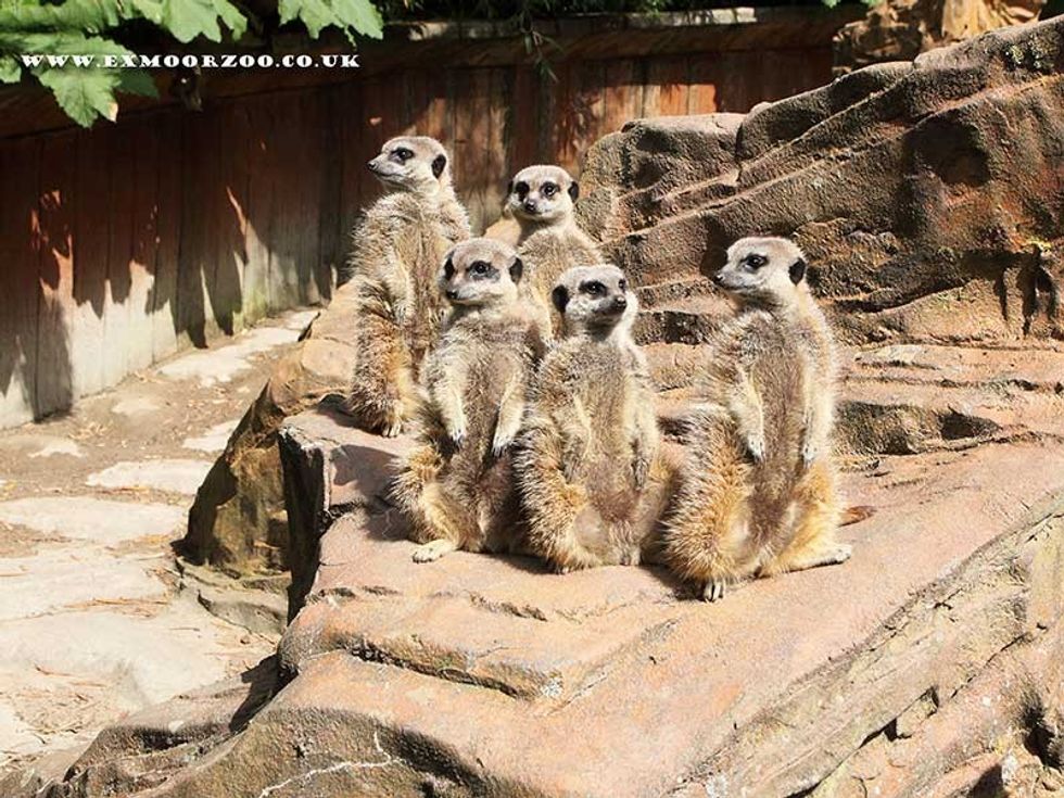 meercat group exmoor zoo