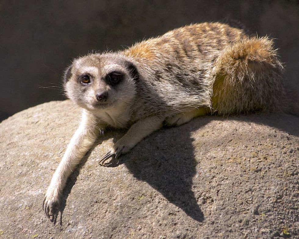 Meerkat Kansas City Zoo