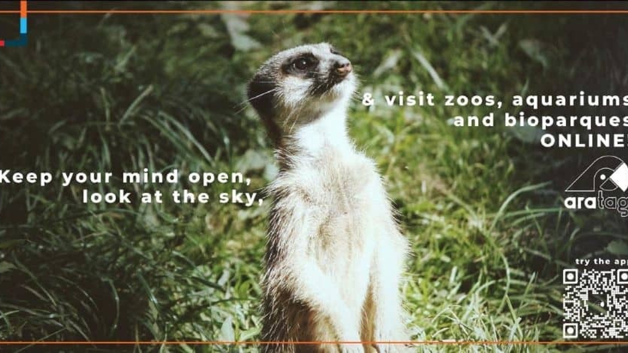 meerkat on poster for the aratag app
