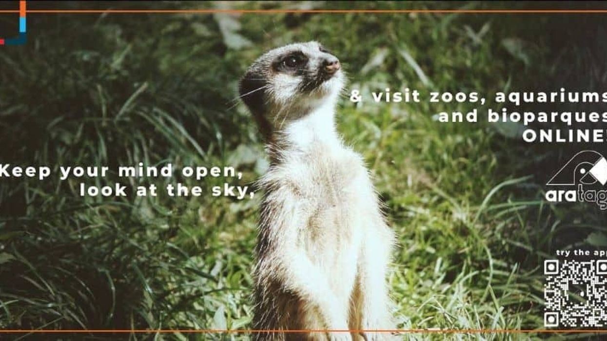 meerkat on poster for the aratag app