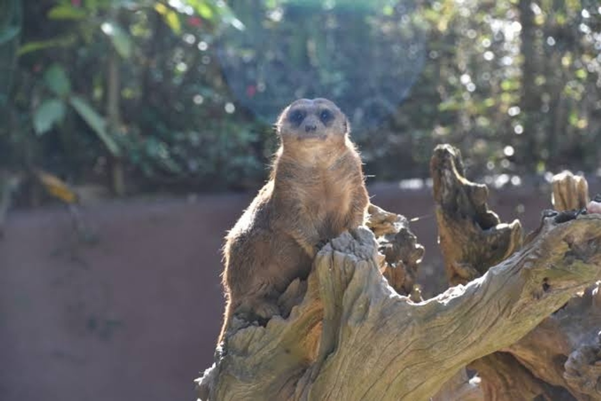 Meerkat perched on a log with a green, blurred background.