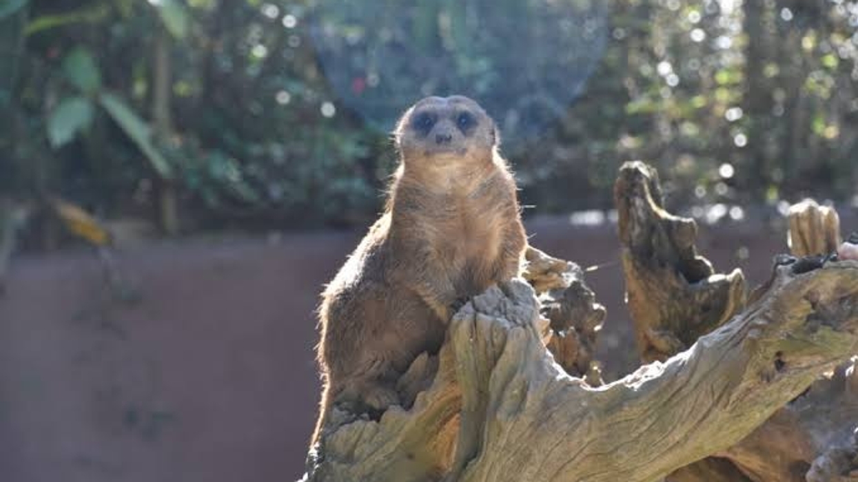 Meerkat perched on a log with a green, blurred background.